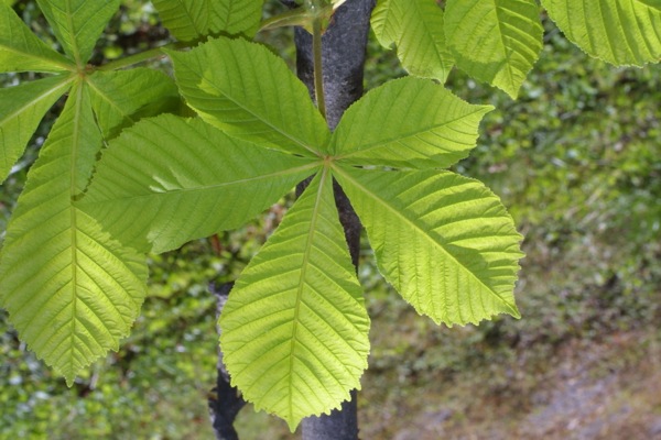 aesculus-hippocastanum blad