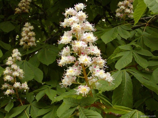 aesculus-hippocastanum bloem