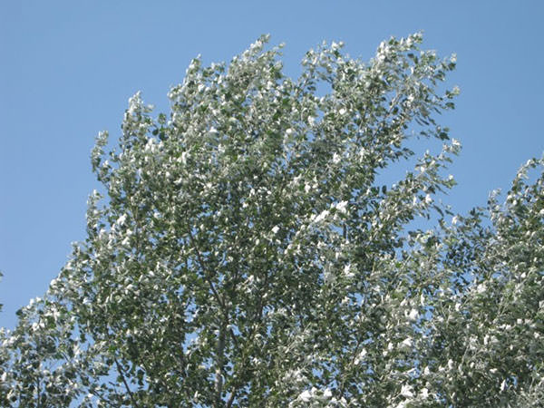populus-alba kroon