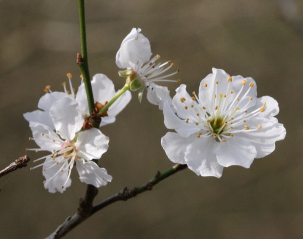 prunus-avium bloem