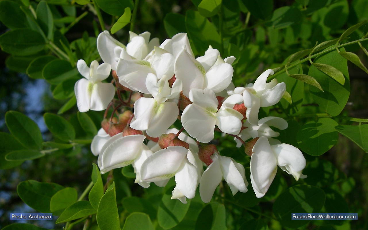 robinia-pseudoacacia bloem