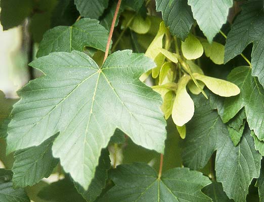 acer-pseudoplatanus-blad acer-pseudoplatanus blad