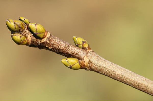 acer-pseudoplatanus-knop acer-pseudoplatanus twijg