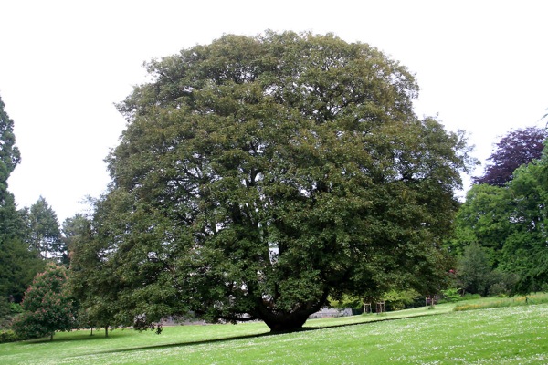 acer-pseudoplatanus-kroon acer-pseudoplatanus kroon