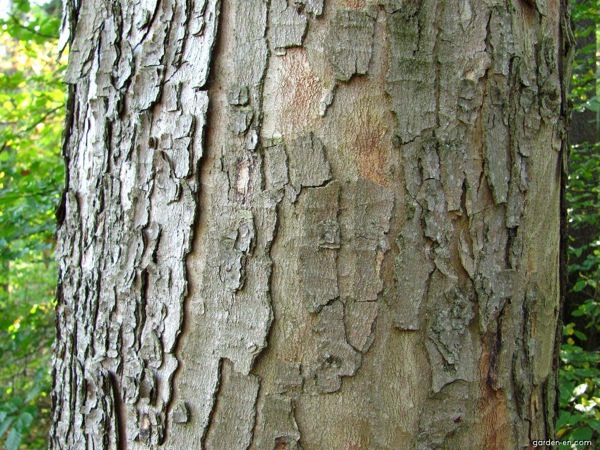 acer-pseudoplatanus-schors acer-pseudoplatanus schors