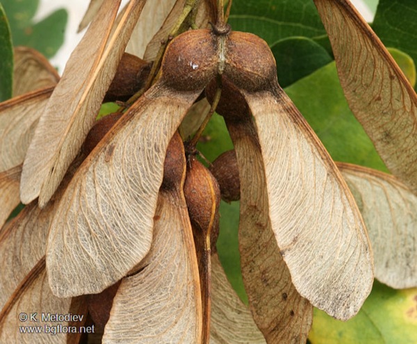 acer-pseudoplatanus-vrucht acer-pseudoplatanus vrucht
