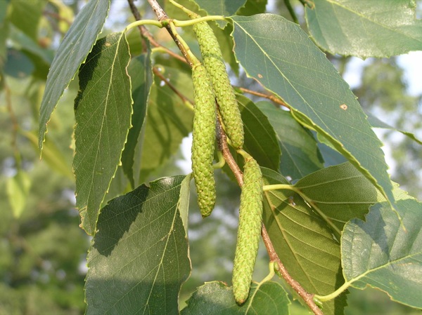 betula-pendula vrucht