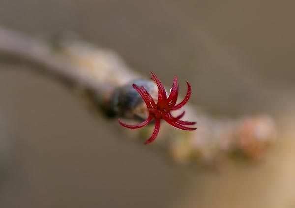 corylus-avellana bloem