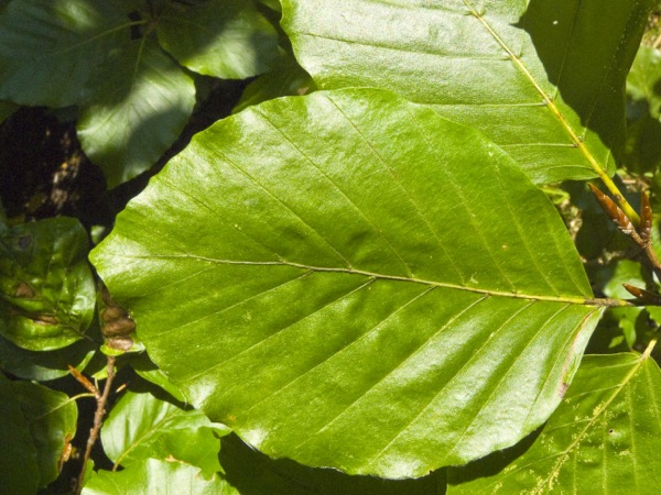 fagus-sylvatica-blad fagus-sylvatica blad