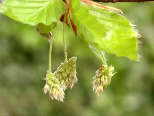 fagus-sylvatica-bloem fagus-sylvatica bloem