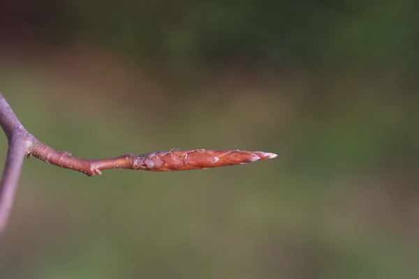 fagus-sylvatica-knop fagus-sylvatica twijg