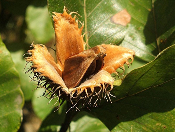 fagus-sylvatica-vrucht fagus-sylvatica vrucht