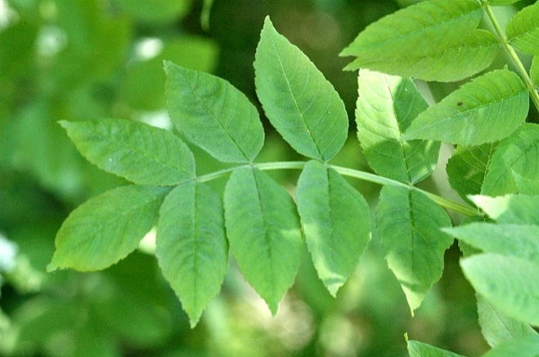 fraxinus-excelsior-blad fraxinus-excelsior blad