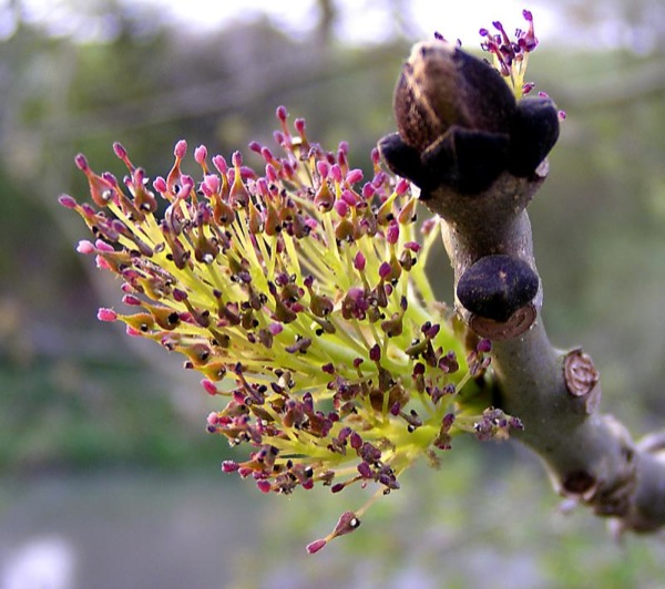 fraxinus-excelsior-bloem fraxinus-excelsior bloem