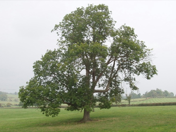 fraxinus-excelsior-kroon fraxinus-excelsior kroon