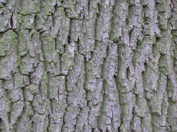fraxinus-excelsior-schors fraxinus-excelsior schors