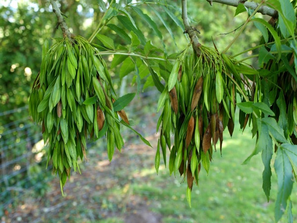 Fraxinus excelsior | BoomInfo