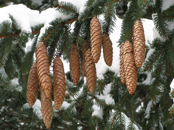 picea-abies vrucht