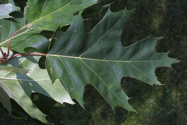 quercus-rubra-blad