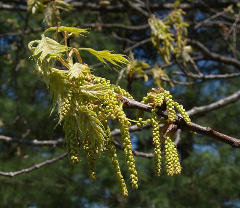 quercus-rubra-bloem