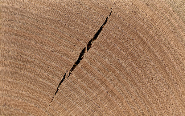 quercus-rubra-hout