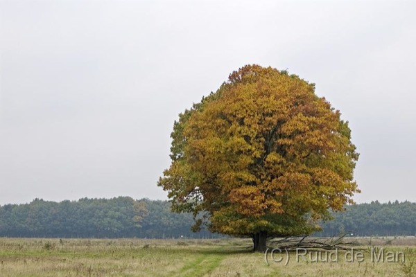 quercus-rubra-kroon