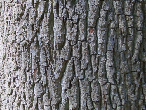 quercus-rubra-schors