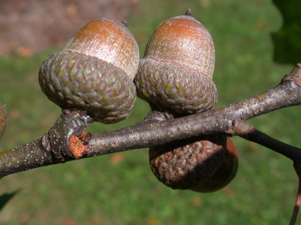 quercus-rubra-vrucht