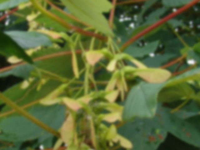 Acer pseudoplatanus