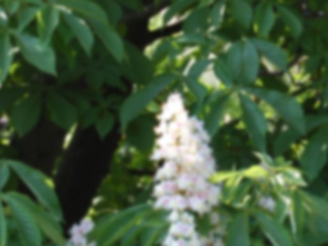 Aesculus hippocastanum