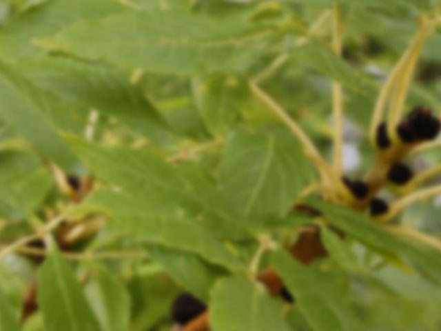 Fraxinus excelsior