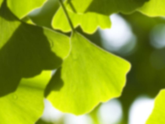 Ginkgo biloba