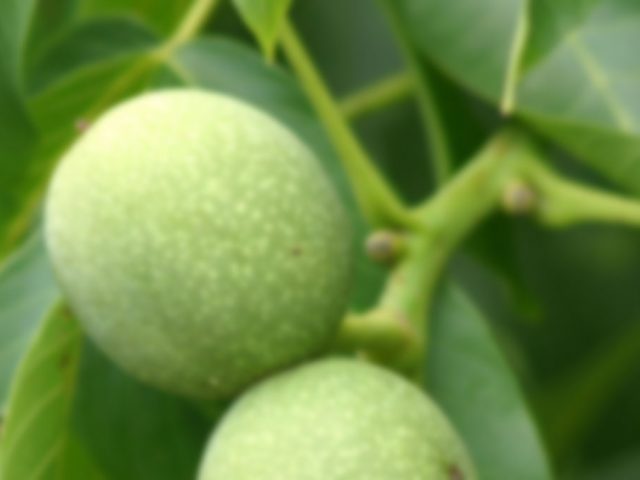 Juglans regia