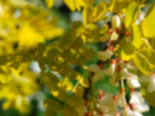 Robinia pseudoacacia