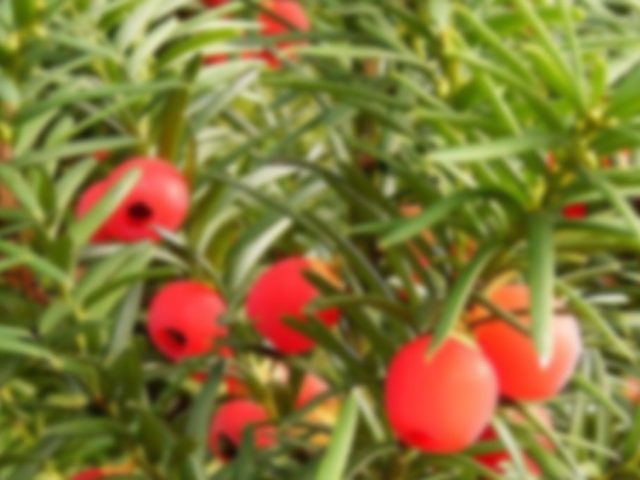Taxus baccata
